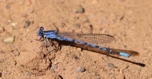 Réf. 315 692 : Argia sp.
